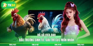 Đá Gà Cựa Dao - Đấu Trường Sinh Tử, Giải Trí Cực Mãn Nhãn