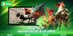 Đá Gà Trực Tiếp - Mãn Nhãn Từng Giây, Kết Nối Đam Mê