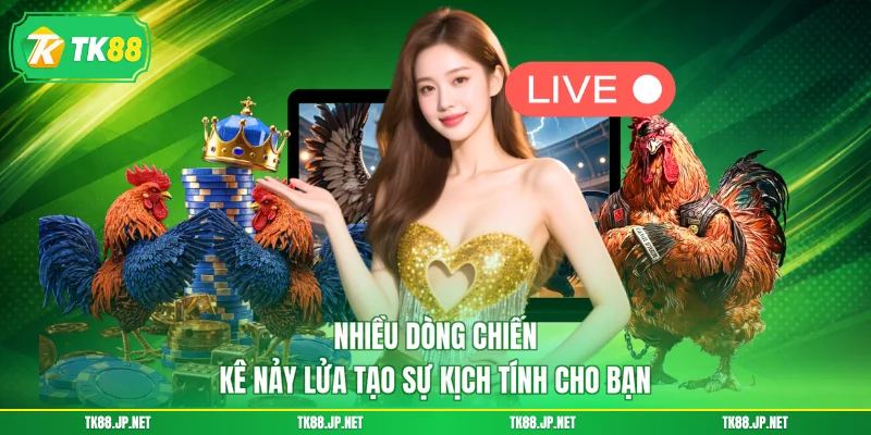 Nhiều dòng chiến kê nảy lửa tạo sự kịch tính cho bạn